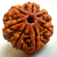 7 seven face rudraksha hyderabad